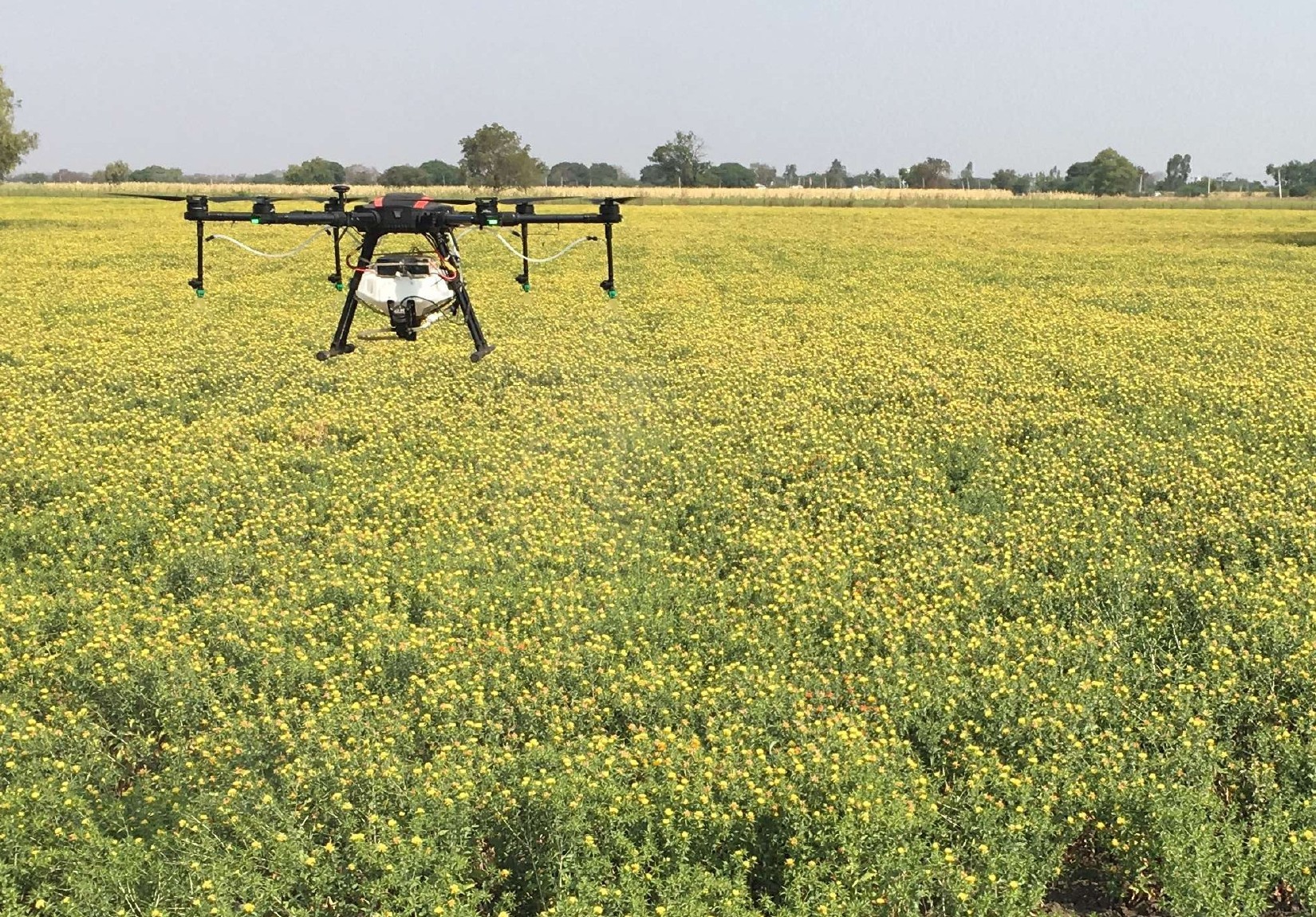 Standard Operating Protocols For Drone-Based Pesticide Application in Safflower